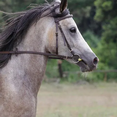Mon Perin Castrum - Dado
