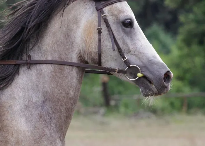 Mon Perin Castrum - Dado