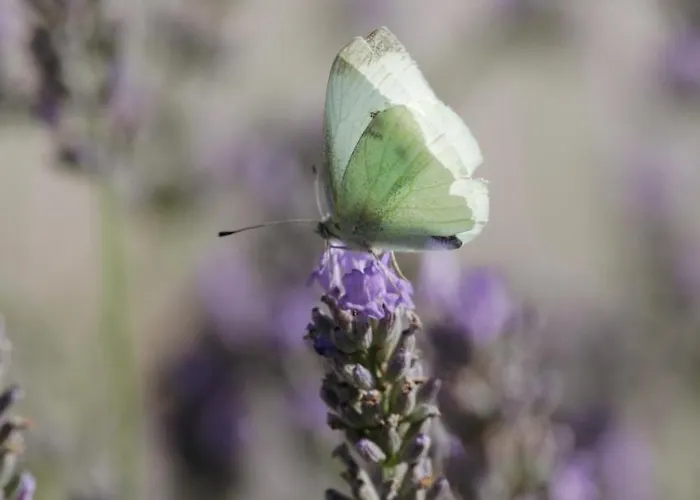 Gasthof Mon Perin Castrum - Dado